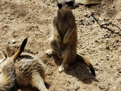 -威勒比开放式动物园