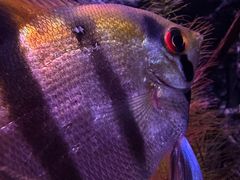 -上海海洋水族馆