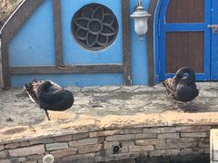 -南宫五洲植物乐园