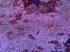 -海合安成都极地海洋公园