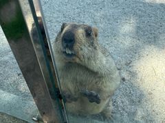 -哈尔滨北方森林动物园