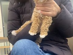 -萌宠之家·腊肠犬·马尔泰·小体犬舍
