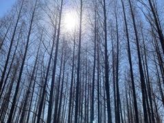-渡海小渔村.老辈日照菜