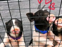 -前小桔亲子创意农场·草莓采摘·露营烧烤