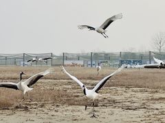 -盐城丹顶鹤湿地生态旅游区