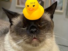 -藏猫猫咖啡主题馆(中央大道店)