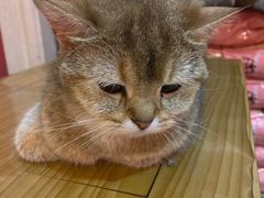 -猫色咖啡·猫咖