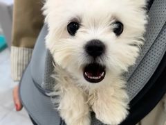 -爱侣宠医·鹦鹉专科·小型哺乳类·异宠专科(灵石路店)