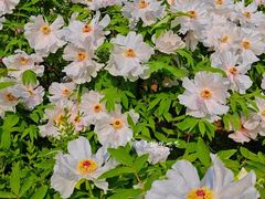 -洛阳市隋唐城遗址植物园