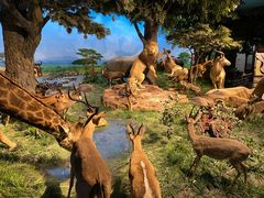 -国家自然博物馆