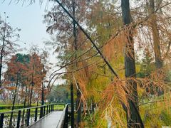 -映月湖公园