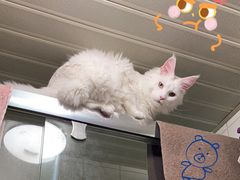 -北京观赏动物医院·24小时大型综合·猫专科·异宠专科