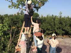 -樂桃源奉贤黄桃种植采摘基地