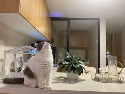 -L•野生眉半永久纹眉纹绣