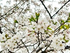 -西北湖绿化广场