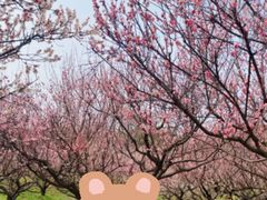 -苏州上方山国家森林公园