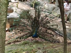 -泉州海丝野生动物世界