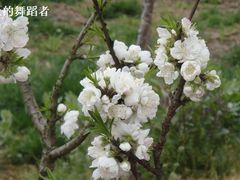 -南汇桃花村