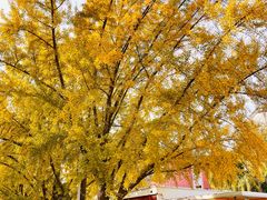 -三里屯东五街银杏大道