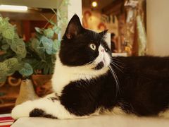 -猫爷宠物生活馆·撸猫馆