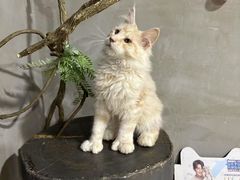 -70cat德文卷毛猫·缅因猫纯种猫舍