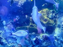 -珠海长隆海洋王国