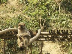 -西双版纳原始森林公园