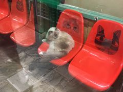 -猫咪博物馆(顶澳仔猫街店)