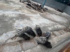 -昆明动物园