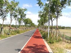 -上海长兴岛郊野公园