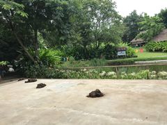 -大象粑粑造纸公园