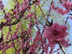 -南汇桃花村