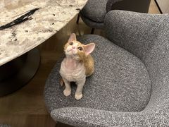 -momokira米努特·德文卷毛猫·棉花面纱犬