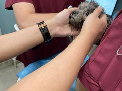 -纳吉亚猫专科动物医院·北北分院