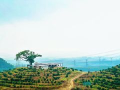 -海南热带雨林国家公园吊罗山景区