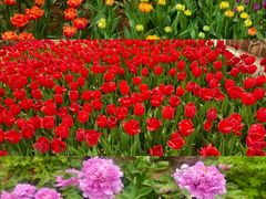 -洛阳郁金香牡丹园
