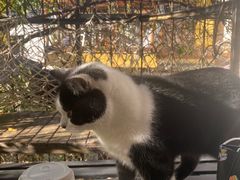 -喵屿·大理花园猫咖