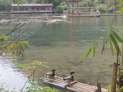 -靖西鹅泉风景区