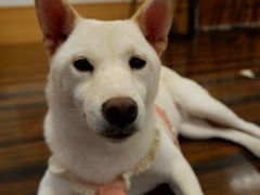 -豆柴町-柴犬主题狗咖(红鼎国际C座店)