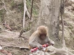 -黔灵山公园