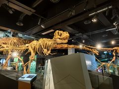 -墨尔本博物馆(Melbourne Museum)