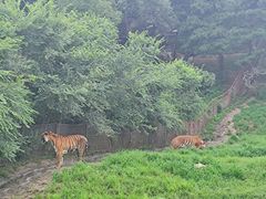 -沈阳森林动物园