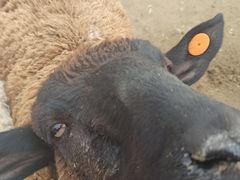 -都江堰玫瑰花溪谷