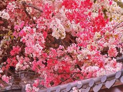 -深圳国际园林花卉博览园