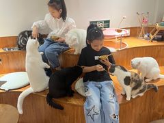 -有猫主题·治愈系猫咖(曾厝垵店)