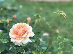 -人民公园(罗湖区)