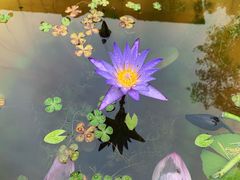 -微山湖红荷湿地景区