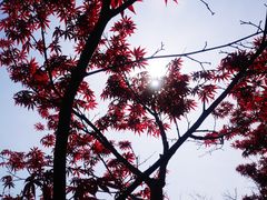 -上海鲜花港