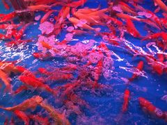 -山东柏宁水族批发广场