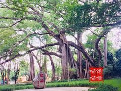 -瑞丽独树成林风景区